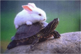 hare-and-tortoise